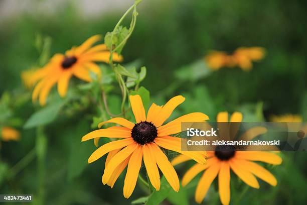 Flowers Stock Photo - Download Image Now - Beauty In Nature, Blossom, Close-up