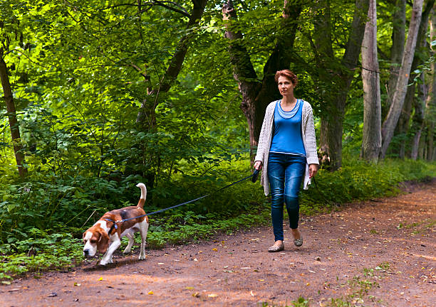 istock woman with beagle walking in the park 482473616