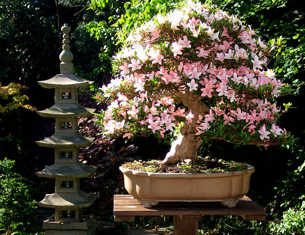 istock Image of a Satsuki Azalea Bonsai Tree, Variety 'Nikko' 482473813