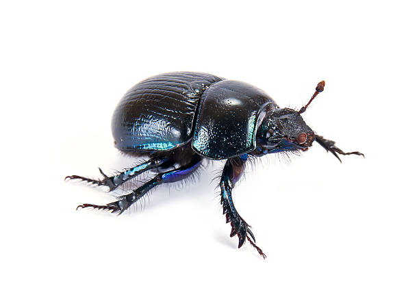 Geotrupes stercorarius, or earth-boring dung beetles stock photo