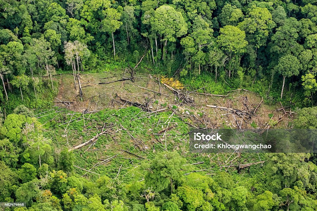 Luftaufnahme von-Bäume auf Boden im Regenwald - Lizenzfrei 2015 Stock-Foto