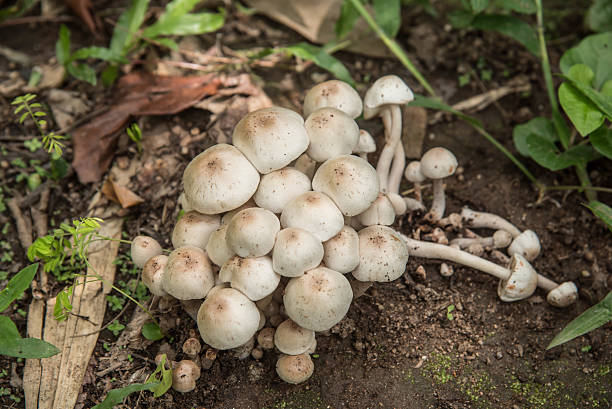 istock group of puffballs stands in the forest 482474916