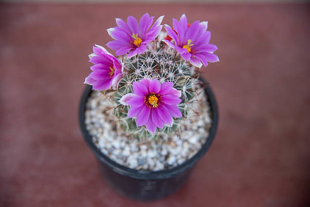 istock close up of cactus flower 482475580