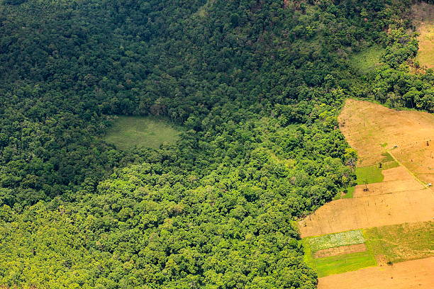 vue aérienne d'un grand domaine manger dans la forêt tropicale - aerial view mid air farm field photos et images de collection