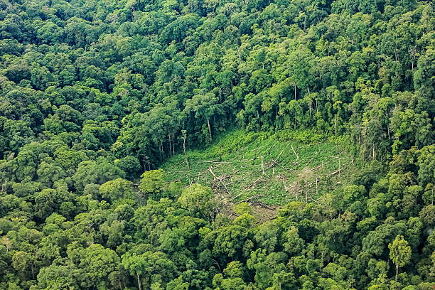 istock Aerial of  cut trees on ground in rainforest 482476430