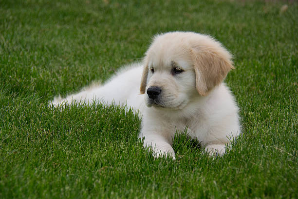 istock Golden Retriever Puppy Laying in the Grass 482476838