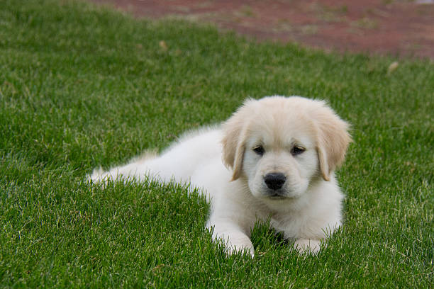 istock Golden Retriever Puppy Laying in the Grass 482476840