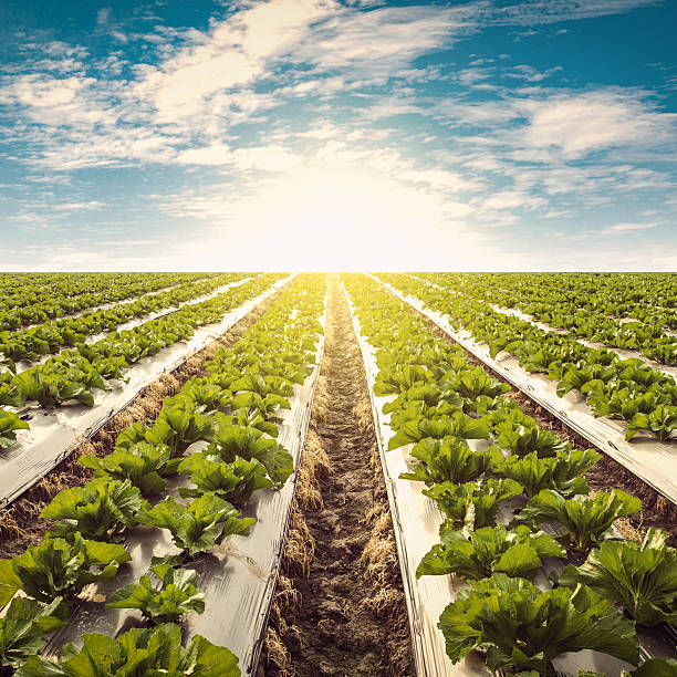 istock Green lettuce on field agricuture and blue sky 482476910