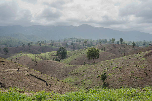 istock Deforestation on the mountain for agricultural in Thailand. 482477700