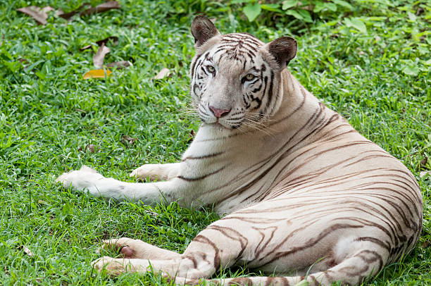 White bengal tiger stock photo