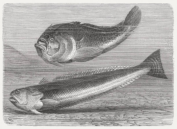Atlantic stargazer and Greater weever, wood engraving, published in 1884 Atlantic stargazer (Uranoscopus scaber) and Greater weever (Trachinus draco). Woodcut engraving after a drawing by Gustav Mützel (German painter, 1839 - 1893), published in 1884. stargazer fish stock illustrations