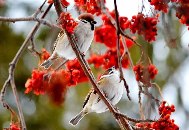 Gray sparrow is most often meeting bird in steppe Altaya