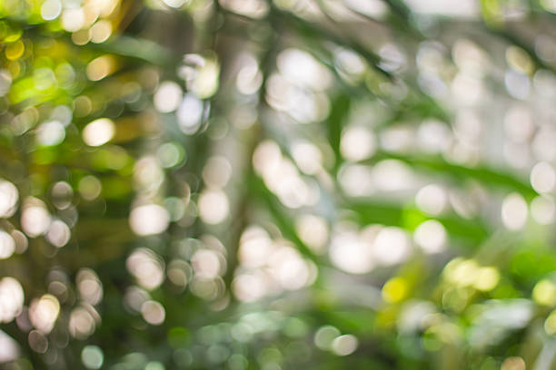 istock Abstract Bokeh of tree color for background 482482324