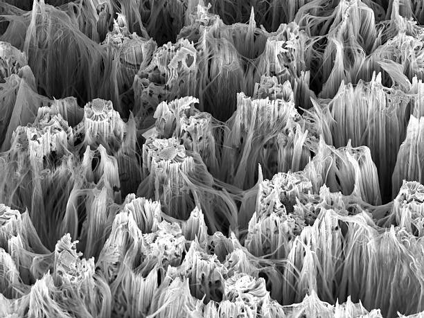 Silicon nanowires observed with an electron microscope stock photo