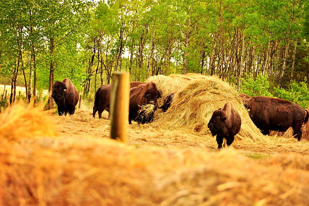 istock Bison in the canadian prairies 482483141