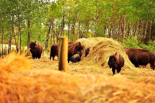 istock Bison in the canadian prairies 482483169