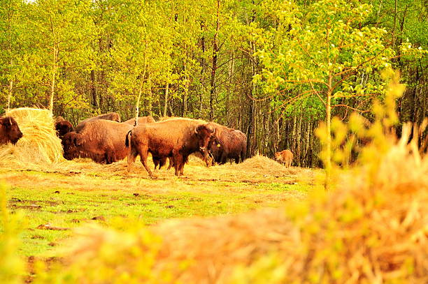 istock Bison in the canadian prairies 482483285