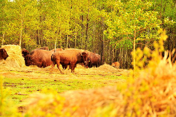 istock Bison in the canadian prairies 482483339