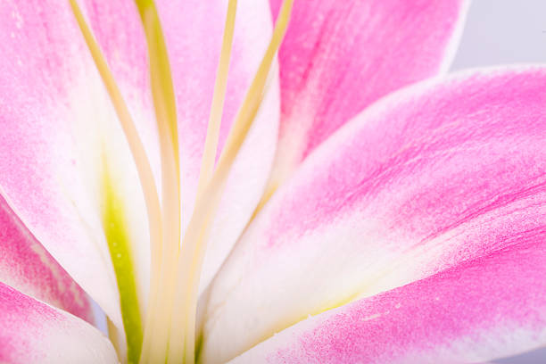 lily - lily nature flower macro ストック��フォトと画像