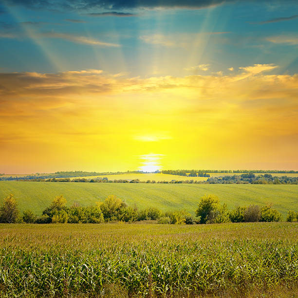 istock field and sunrise on blue sky 482483808