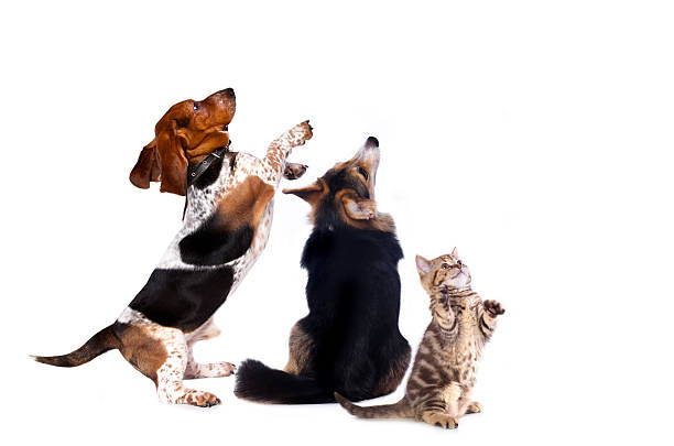istock group of dogs and kitten 482484026