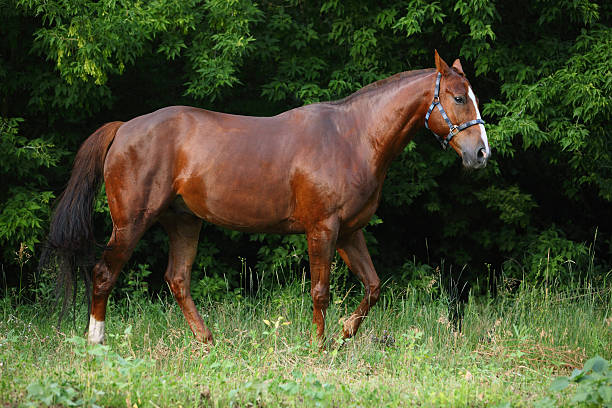 istock Thoroughbred racehorse in evening forest 482484952