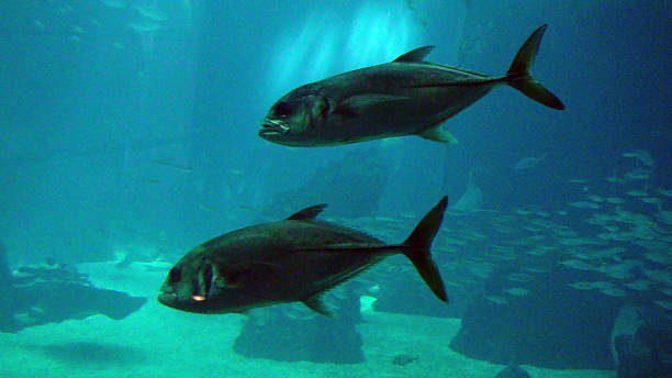 istock View Of Two Fish Swimming 482484980