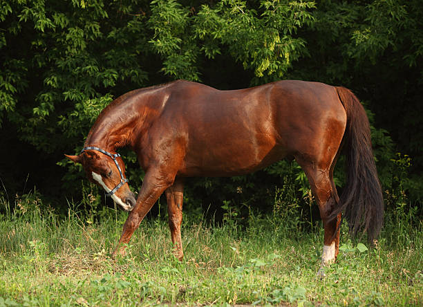 istock Thoroughbred racehorse walks in forest 482485156