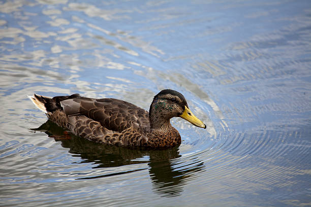 mottled duck - gevlekte eend stockfoto's en -beelden