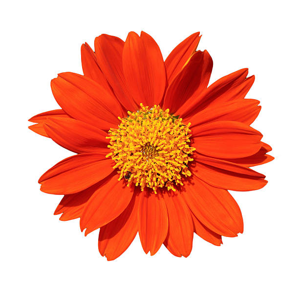 istock Orange flower  isolated on white background 482486374