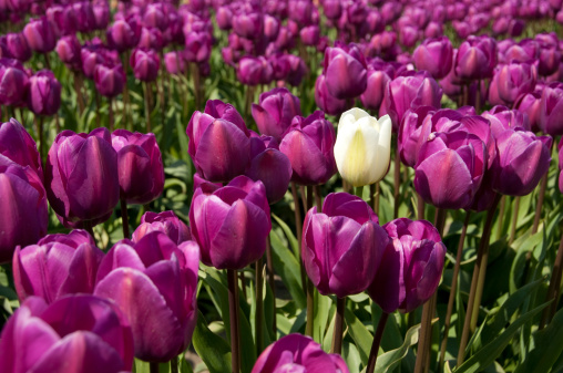A single white tulip surrounded by a field of purple tulips.