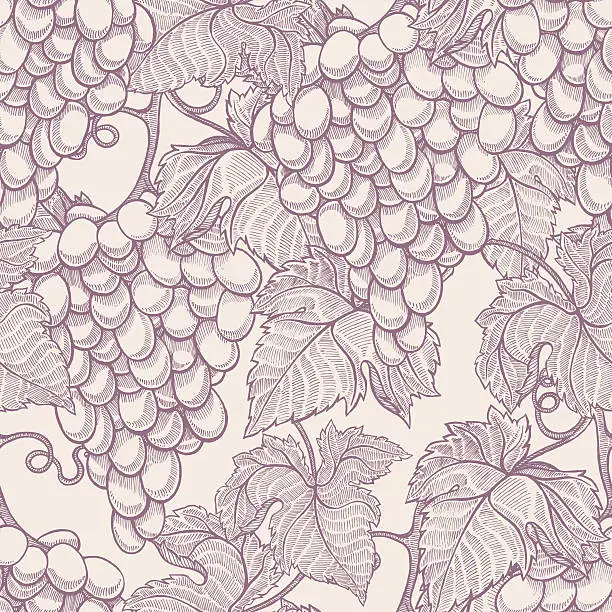 Vector illustration of ripe grapes