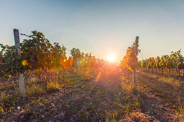 istock green vine yards in sunset .beautiful landscape 482489116