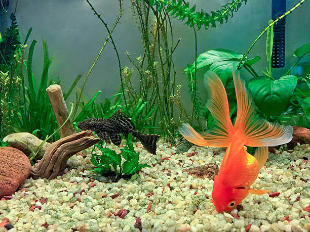 istock Aquarium Fancy Inhabitants 482489286