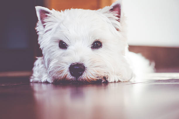 istock Cute dog lying on floor 482489418