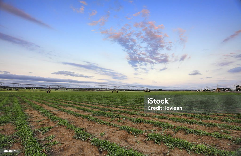 Turf Farm-Buffalo hierba - Foto de stock de Windsor - Nueva Gales del Sur libre de derechos