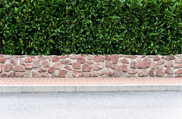 Urban background - Hedge with sidewalk and road
