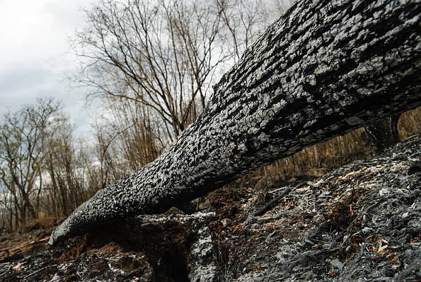 istock Remnants of forest or bush fire in Thailand 482490313