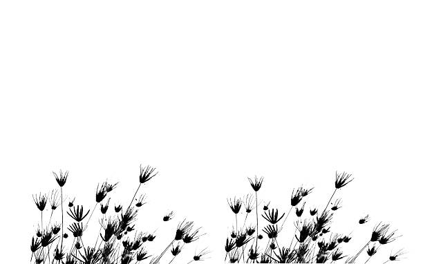 istock Grass flowers silhouette isolated on white 482490475