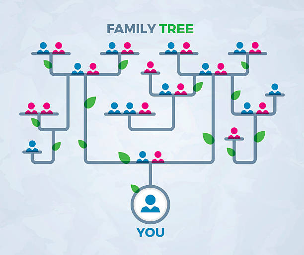 Family Tree Concept Family tree connections and heirarchy concept. EPS 10 file. Transparency effects used on highlight elements. family trees stock illustrations