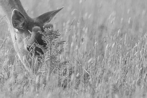Head of a roe deer grazing in black and white