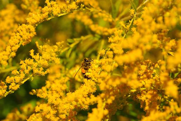 Bee (Apis) collecting pollen on yellow flowers