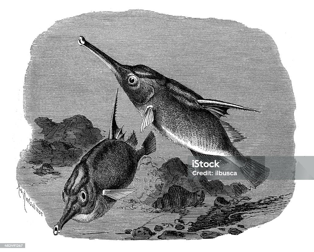 Antique illustration of Longspine snipefish (Macroramphosus scolopax) 19th Century Style stock illustration