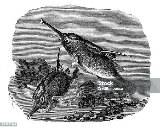Antique Illustration Of Longspine Snipefish Stock Illustration - Download Image Now