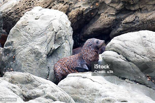 Baby Seal Pup Sitting On Rocks Stock Photo - Download Image Now - 2015, Animal, Animal Whisker