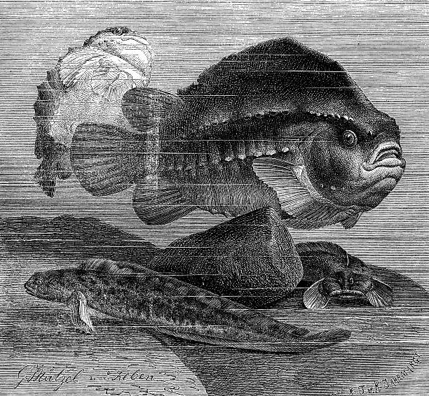 istock Antique illustration of lumpsucker and viviparous eelpout 482491435