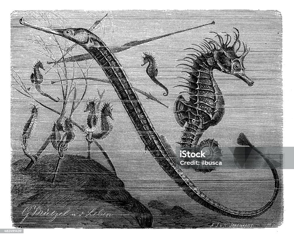 Antique illustration of Greater pipefish and short-snouted seahorse Antique illustration of Greater pipefish (Syngnathus acus) and short-snouted seahorse (Hippocampus hippocampus) 19th Century Style stock illustration