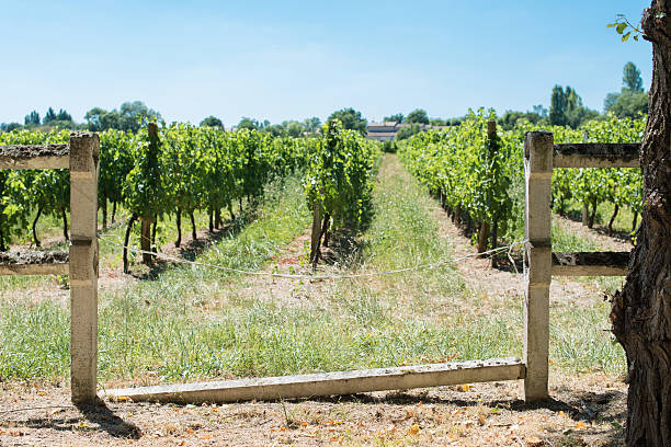 istock Break fence in stone in front of vineyard 482491462