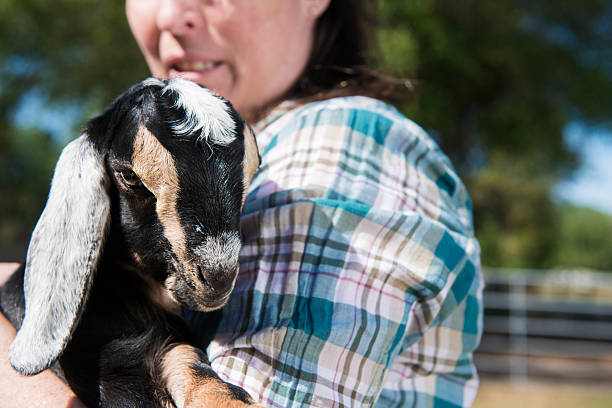 Cute Baby Goat in Farmer's Arms This is a horizontal, color photograph of a woman holding a baby goat on a farm in Plant City, Florida. plant city photos stock pictures, royalty-free photos & images