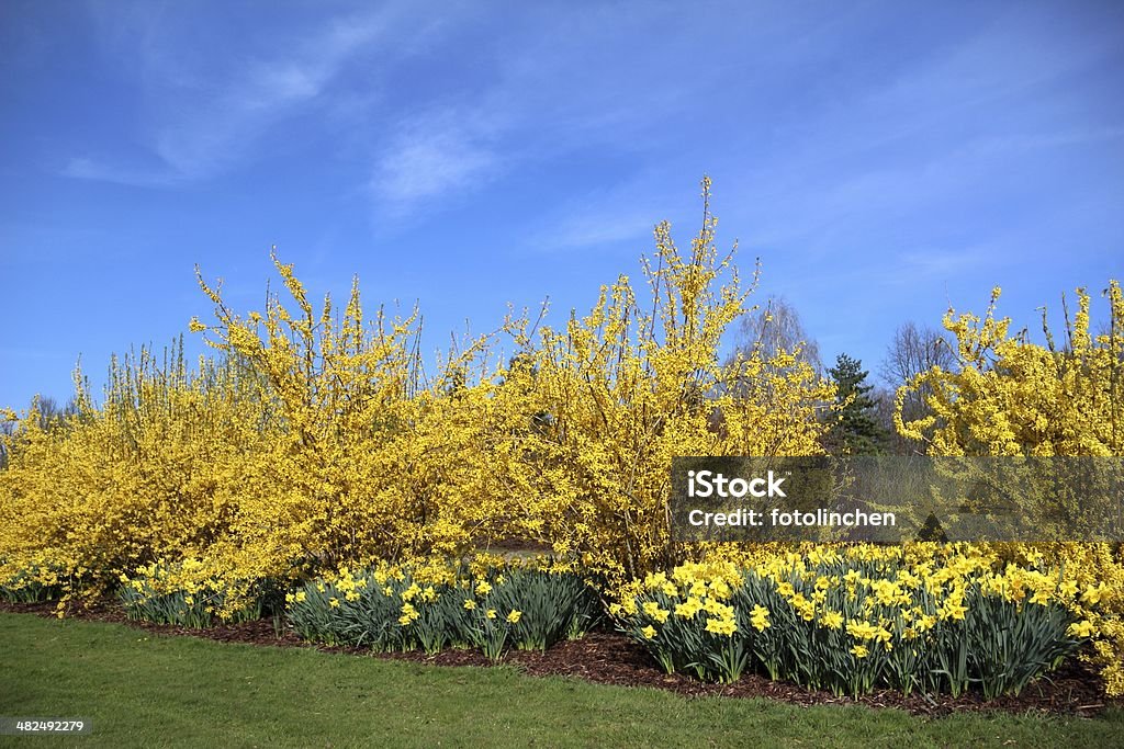 Frühling Eindruck - Lizenzfrei Baum Stock-Foto